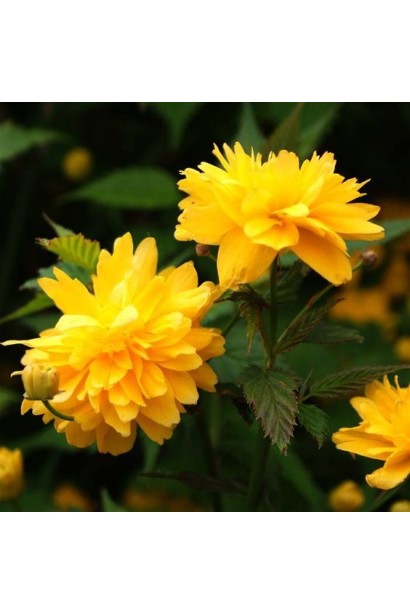 Керія японська Пленіфлора 